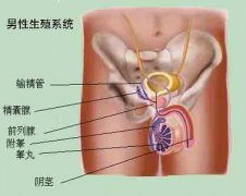 前列腺疾病要做哪些检查